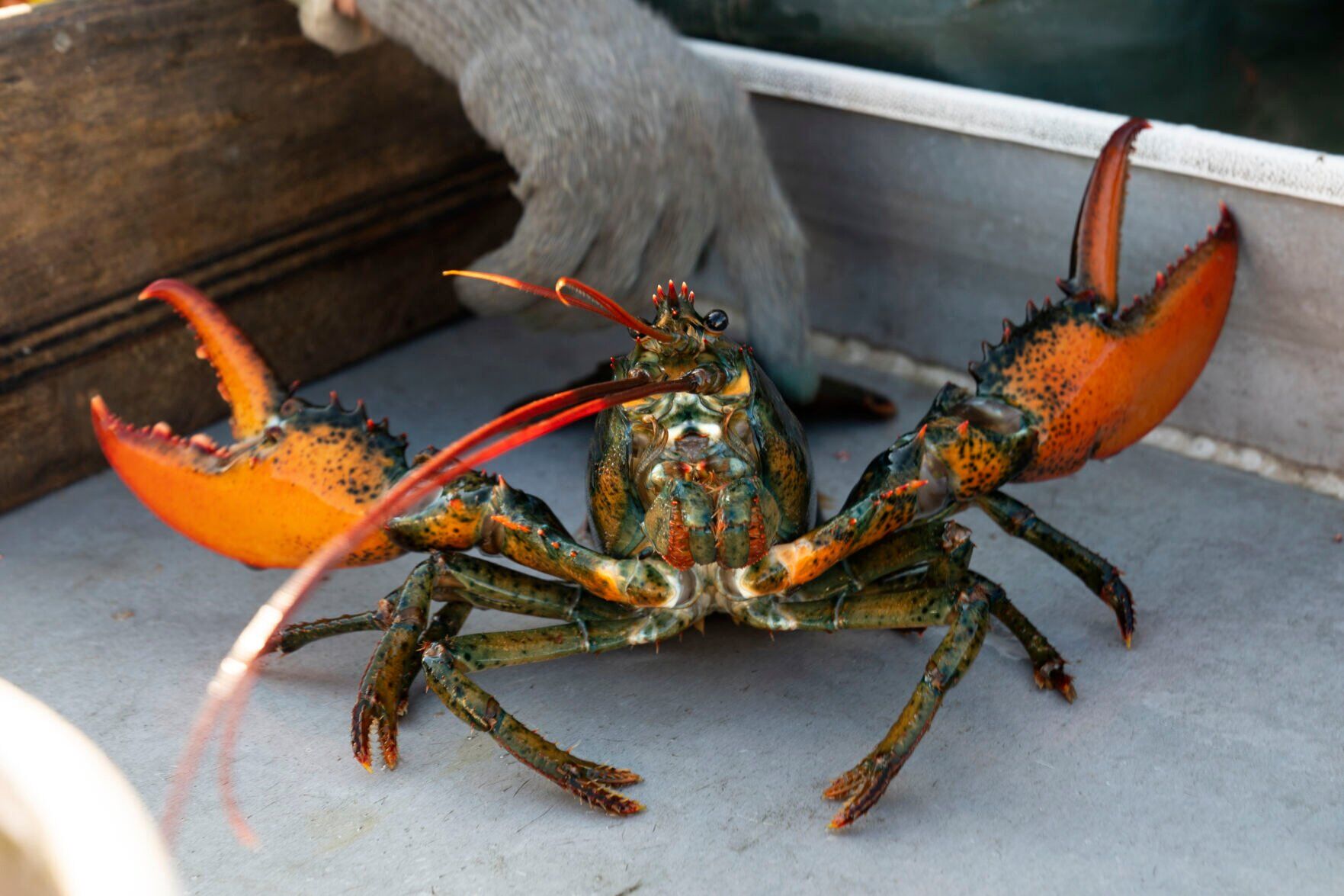 Lobster